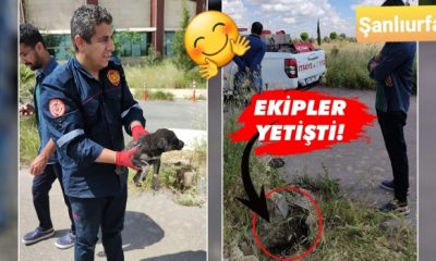 Kanalizasyona düşen köpek yavrusu için seferber oldular!