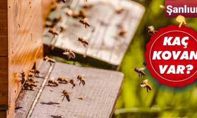 Arıcılık, Urfa’da son yıllarda artış gösteriyor!