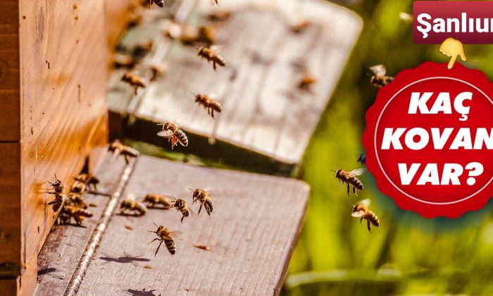 Arıcılık, Urfa’da son yıllarda artış gösteriyor!