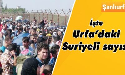 Urfa da aralarında… Suriyeliler en çok hangi illerde yaşıyor?