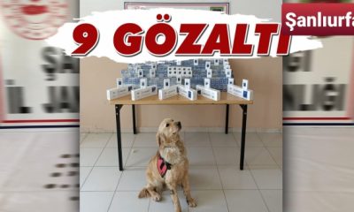 Urfa’da operasyon! Bin 500 sigara ve 70 bronz sikke