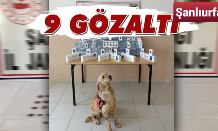 Urfa’da operasyon! Bin 500 sigara ve 70 bronz sikke