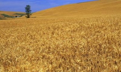 Urfa’da bu kez buğday nasibini aldı!