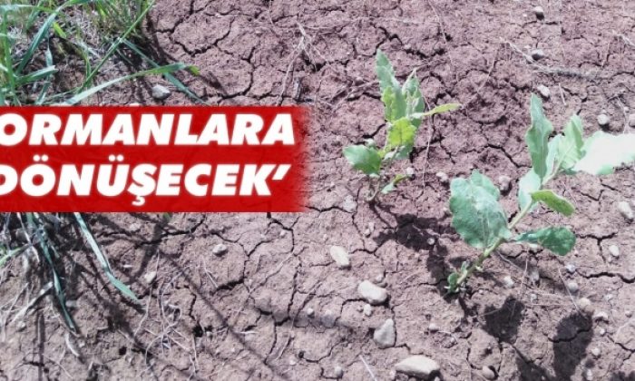 Karacadağ’a tohum atılmıştı: Yeşeriyor!