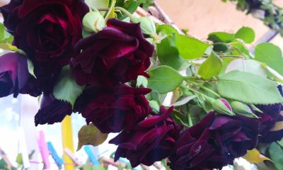 ‘Sakin Şehir’de karagülün ardından ‘Yeşil gül’ de yetiştiriliyor