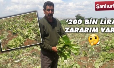 Urfalı çiftçi koronavirüsten dert yandı!
