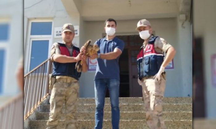 Urfa’nın ilçesinde jandarma buldu: Tedavi ediliyor!