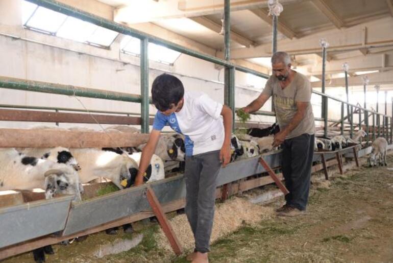 Bunun adı vahşet Hırsızlık için 8 köpeği zehirlediler