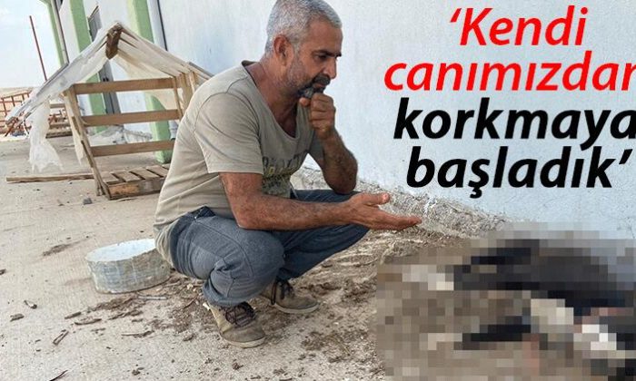 Bunun adı vahşet! Hırsızlık için 8 köpeği zehirlediler