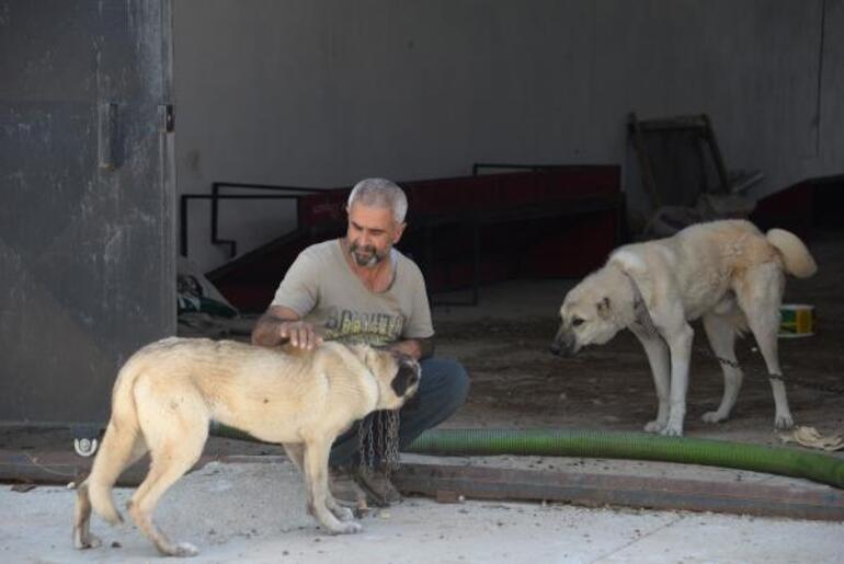 Bunun adı vahşet Hırsızlık için 8 köpeği zehirlediler