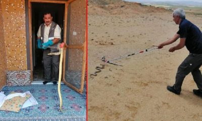Eve giren 2 metrelik yılan korkuttu