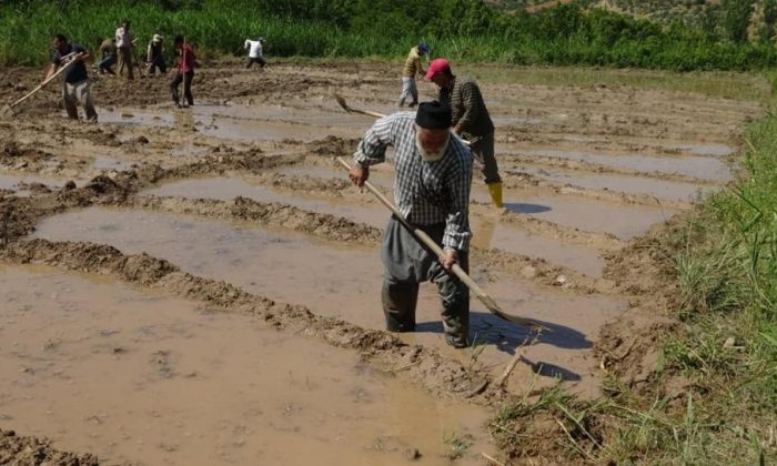 Geleneği sürdürüyorlar… Her gün başka bir tarladalar