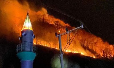 Karadeniz’de yanan 290 hektarlık orman arazisine dikilen fidanlar yeşerdi