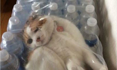 Kedilerin her yere sığabileceğini kanıtlayan kareler…