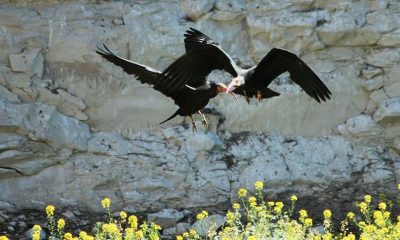 Koruma altındaki kelaynaklardan sevindirici haber