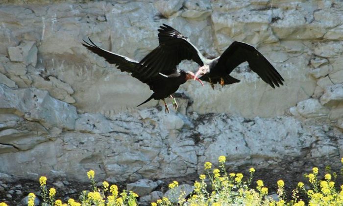 Koruma altındaki kelaynaklardan sevindirici haber