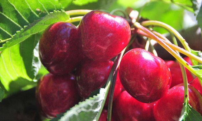 Lezzeti ve boyutuyla dikkat çekiyor! Çay bardağına bile sığmıyor