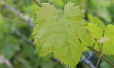 Meyvesi kadar yaprağı da gelir kapısı