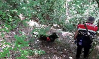 ‘Örtü’ ile yapılan aramada 258 kök kenevir ele geçirildi