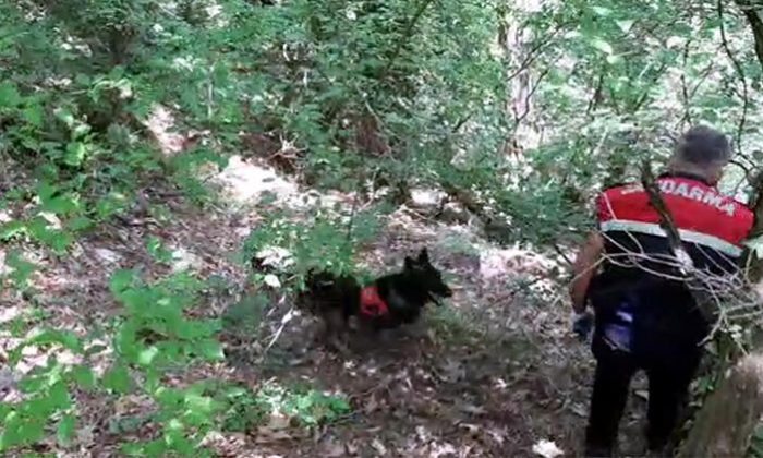 ‘Örtü’ ile yapılan aramada 258 kök kenevir ele geçirildi