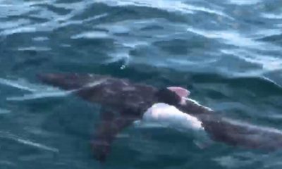 Saros Körfezi’nde köpek balığı görüntülendi