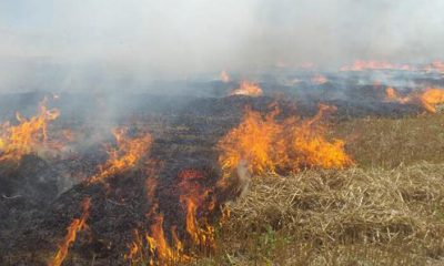 Silivri’de 10 dönümlük buğday tarlası alevlere teslim oldu