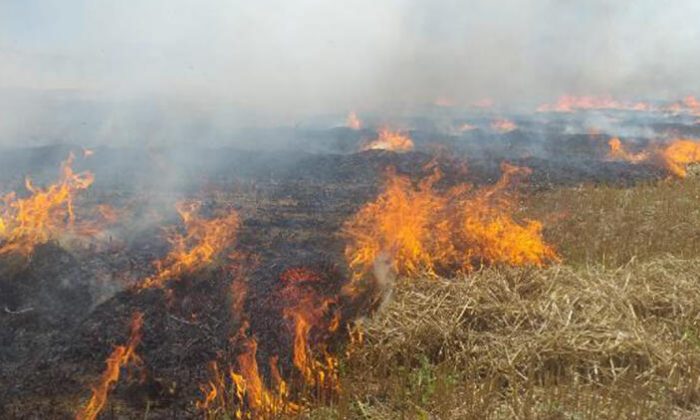 Silivri’de 10 dönümlük buğday tarlası alevlere teslim oldu