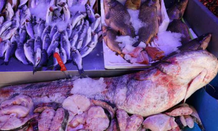 Tezgahtaki 80 kilo yayın balığı ilgi gördü