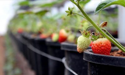 Türkiye’nin çilek fidesi ihtiyacının yarısı Kayseri’de üretiliyor