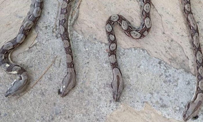 Yolcu otobüsünde piton şoku!