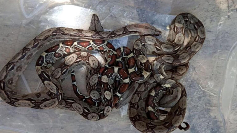 Antalya’da yolcu otobüsünde piton şoku