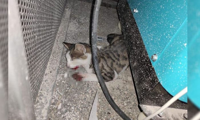 Şanlıurfa’da kediyi işkence ile öldürdüler